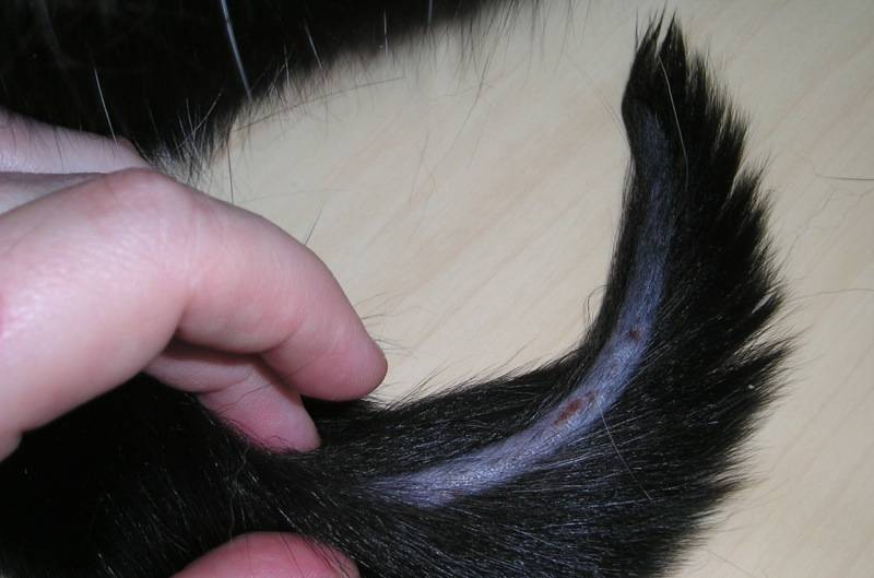 Рана на хвосте у кота - чем помочь своему питомцу?