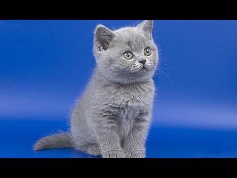 Как кормить британских котят: правильный рацион до годовалого возраста