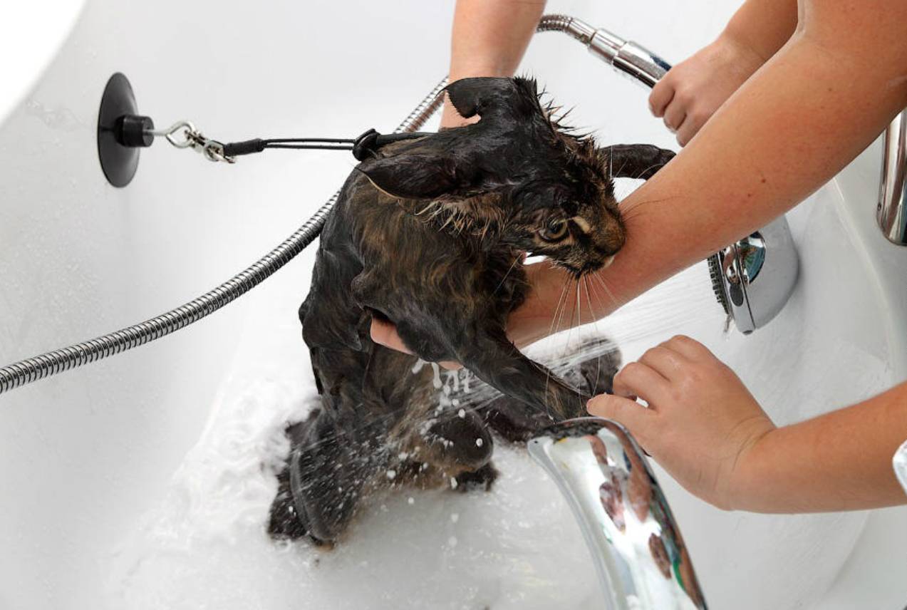 Как помыть кота, который не любит купаться