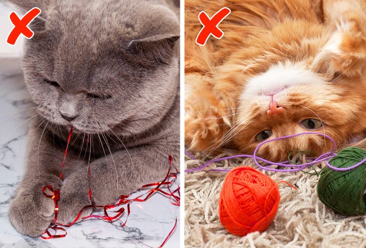 10 кошачьих привычек, от которых в восторге все хозяева