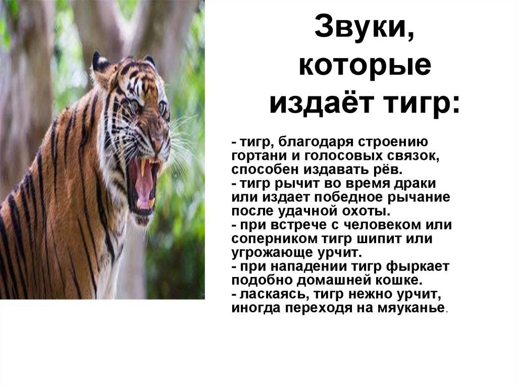 Звук тигра словами