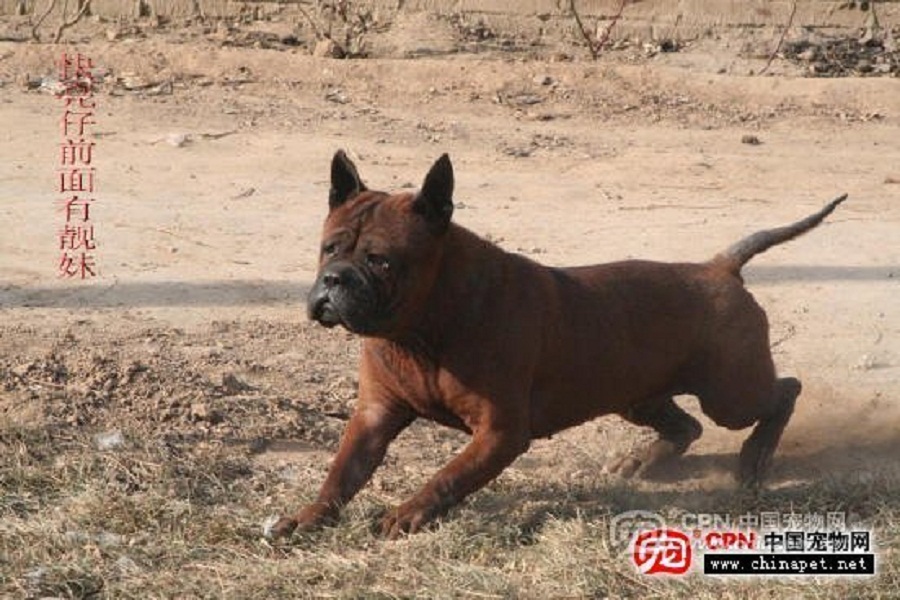 Чунцин (китайский бульдог): описание породы собак с фото и видео