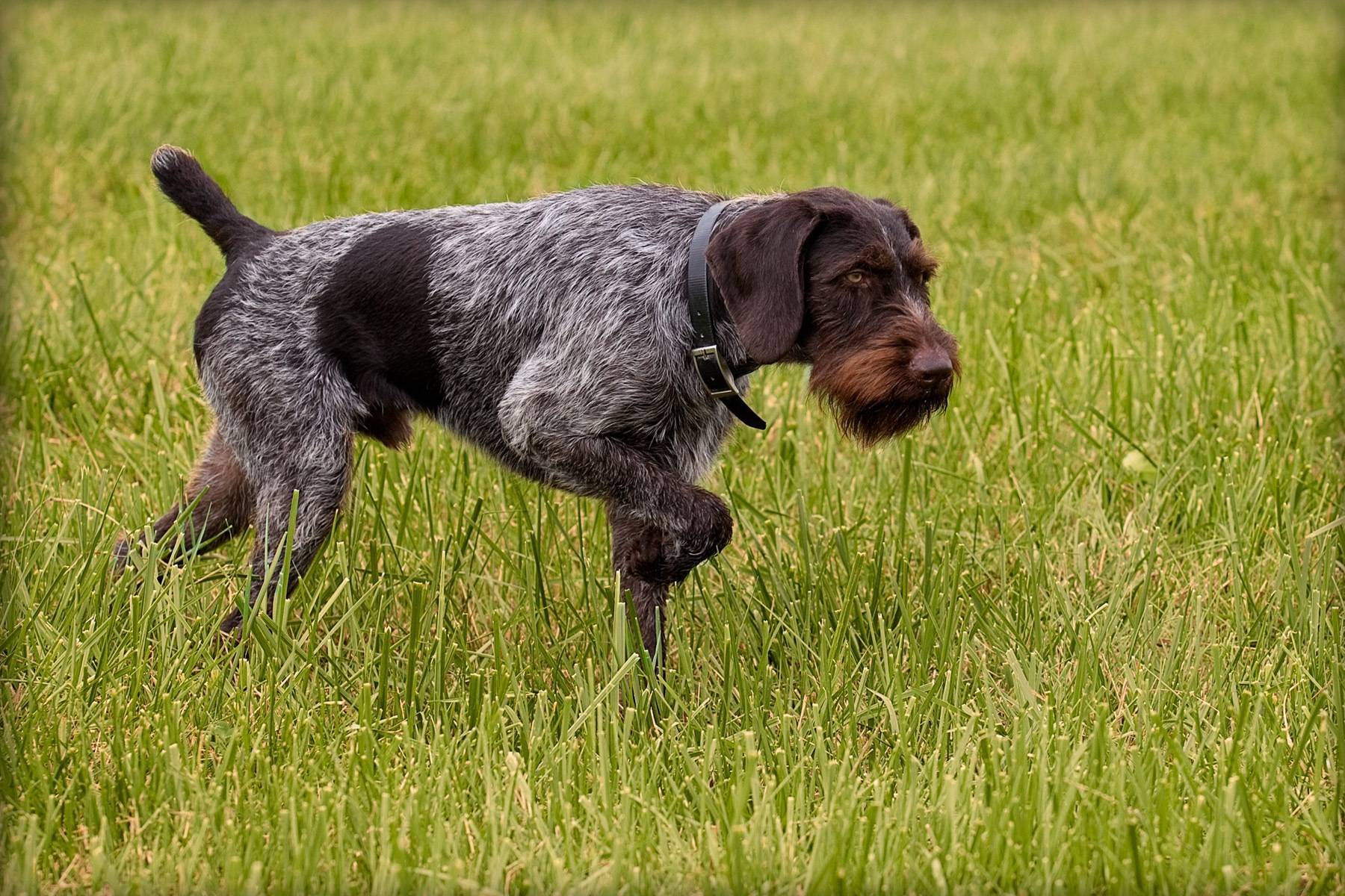 Особенности породы дратхаар: характеристика внешности и поведения собак