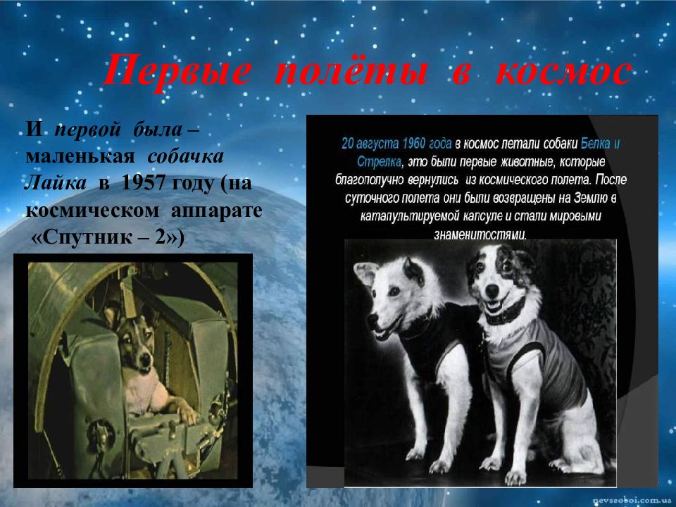 Лайка и первые животные в космосе • всезнаешь.ру