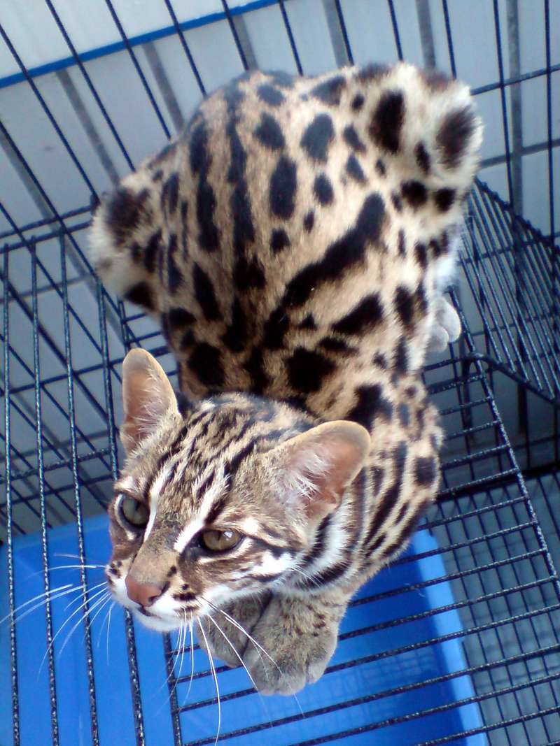 Азиатская леопардовая кошка. бенгальская кошка – леопард у вас дома