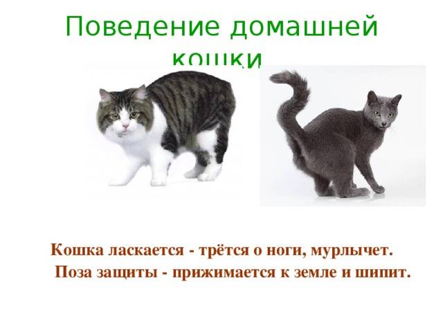 Особенности поведения кошек