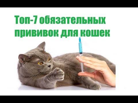 Какие прививки делают котятам и в каком возрасте: и от чего