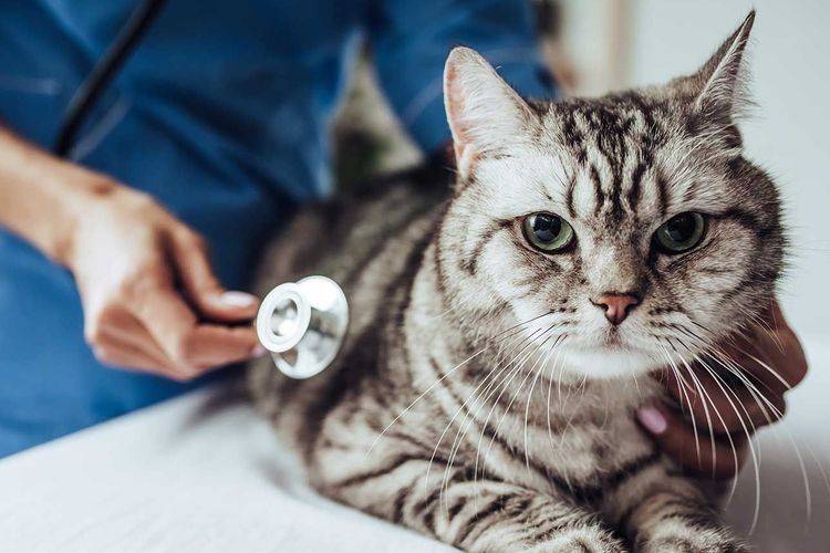 Артрит у кошек: лечение и признаки