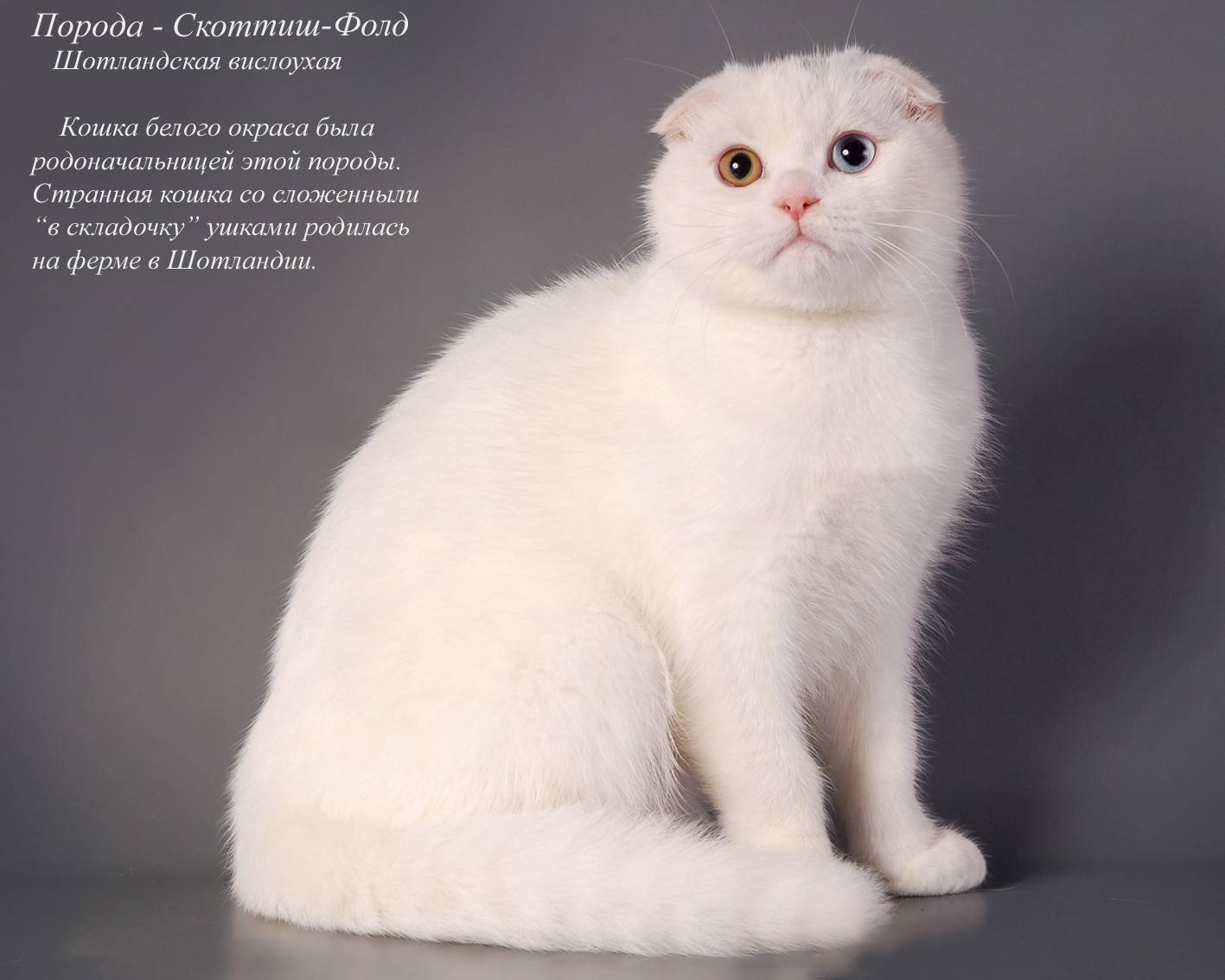 Породы кошек с фото и названиями и описанием