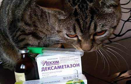 Лекарства в доме: собираем аптечку для первой помощи кошке