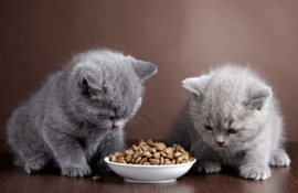 Чем отличается корм для котят от взрослого