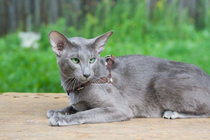 9 шикарных пород кошек, которые не линяют и не пахнут