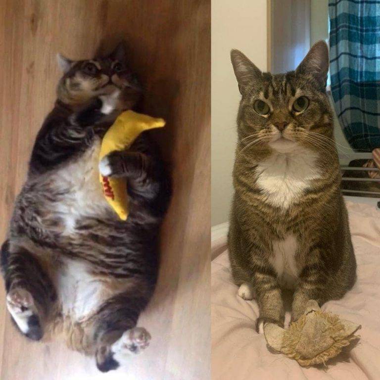 ᐉ почему кошка худеет? - ➡ motildazoo.ru