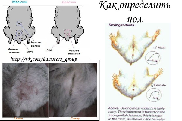 Как различить пол джунгарского хомяка фото