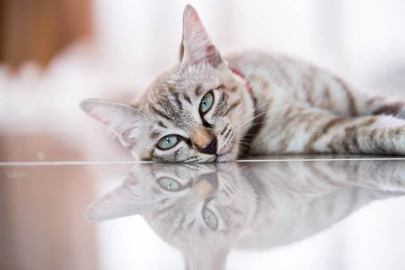 Психические потребности домашней кошки  - питомник британских кошек arletta british