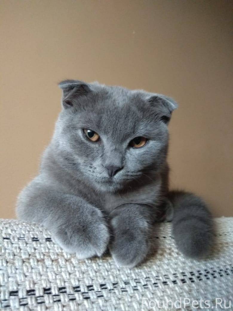 ᐉ имена для шотландских и британских котят - ➡ motildazoo.ru
