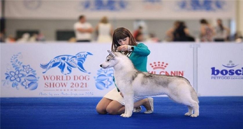 Крупнейшие шоу fci в 2019-2021 годах - my doggy