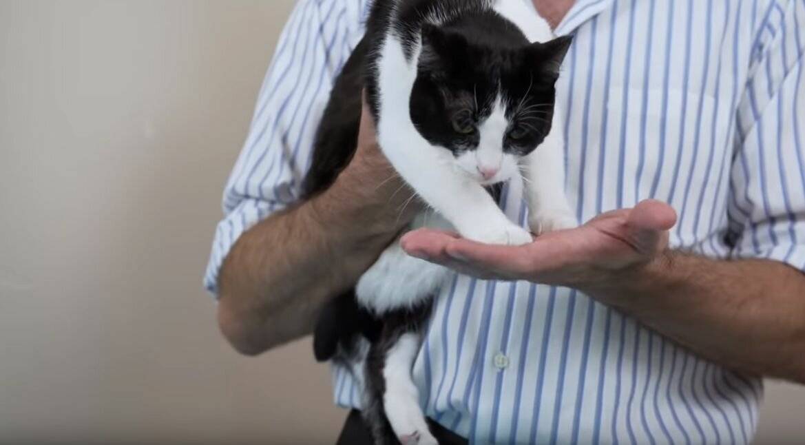 Как правильно держать кота на руках