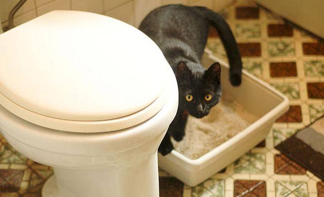 Спрей для приучения котенка к лотку: как использовать средство, чтобы приучить кошку к туалету?