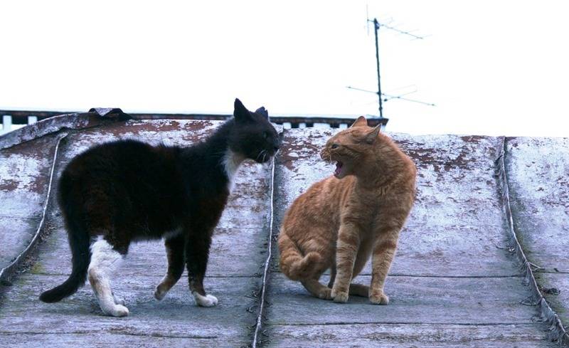 Как подружить двух кошек между собой