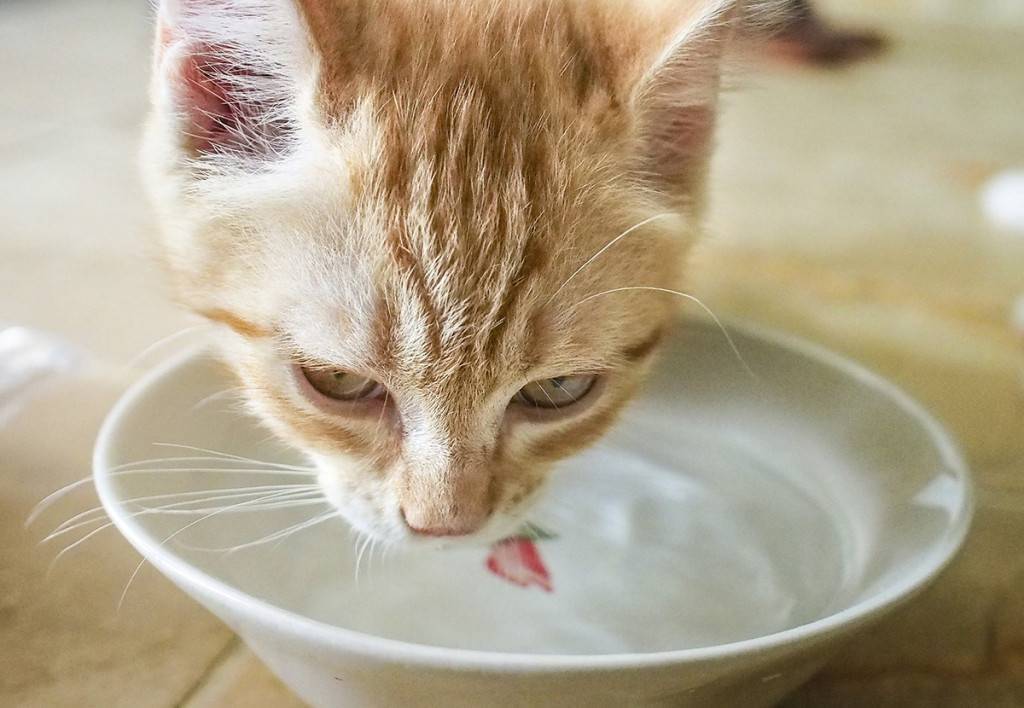 Что делать, если котенок ничего не ест?