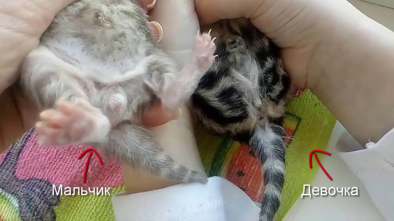 Как отличить новорожденных котят