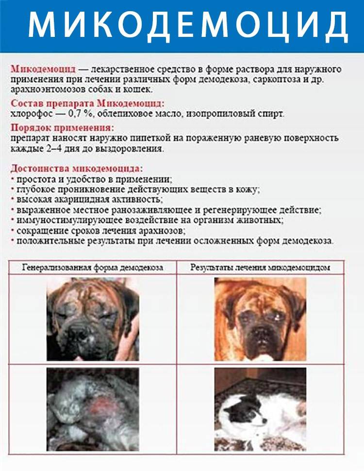 Подкожный клещ у собаки: лечим демодекоз
