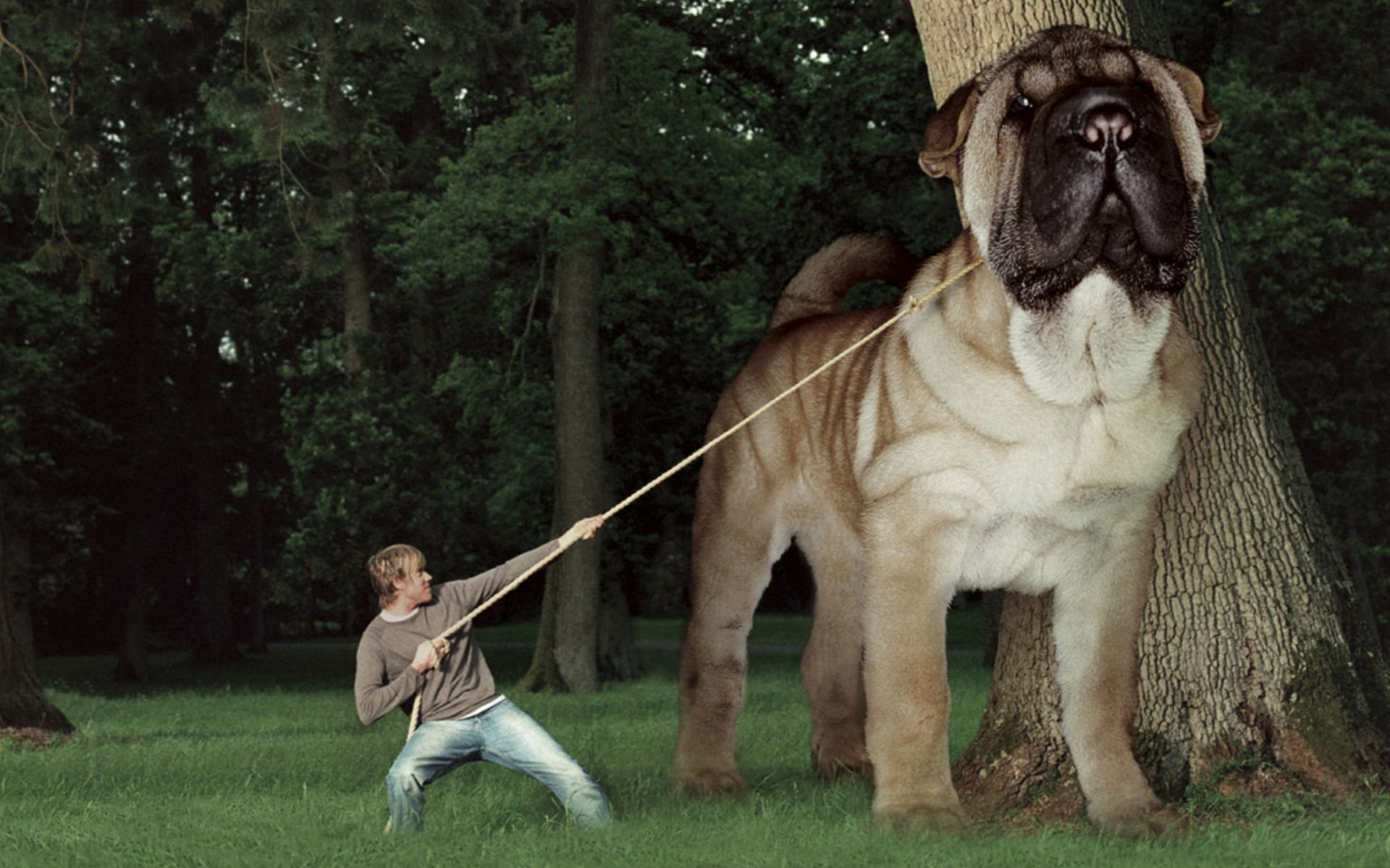 Мастиф Геркулес самая большая собака в мире