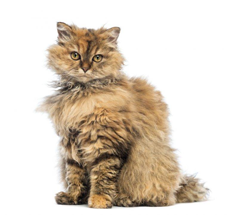 Кошка корат: описание внешности и характера породы, уход за питомцем и его содержание, выбор котёнка, отзывы владельцев, фото кота