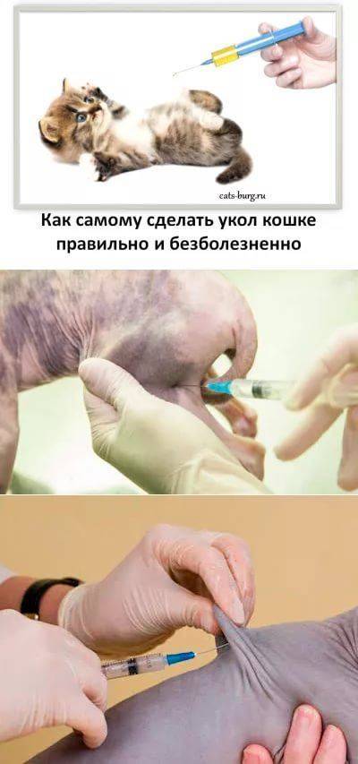 Как ставить укол кошке. Внутримышечная инъекция кошке техника. Укол коту внутримышечно. Как ставить укол коту в бедро внутримышечно.