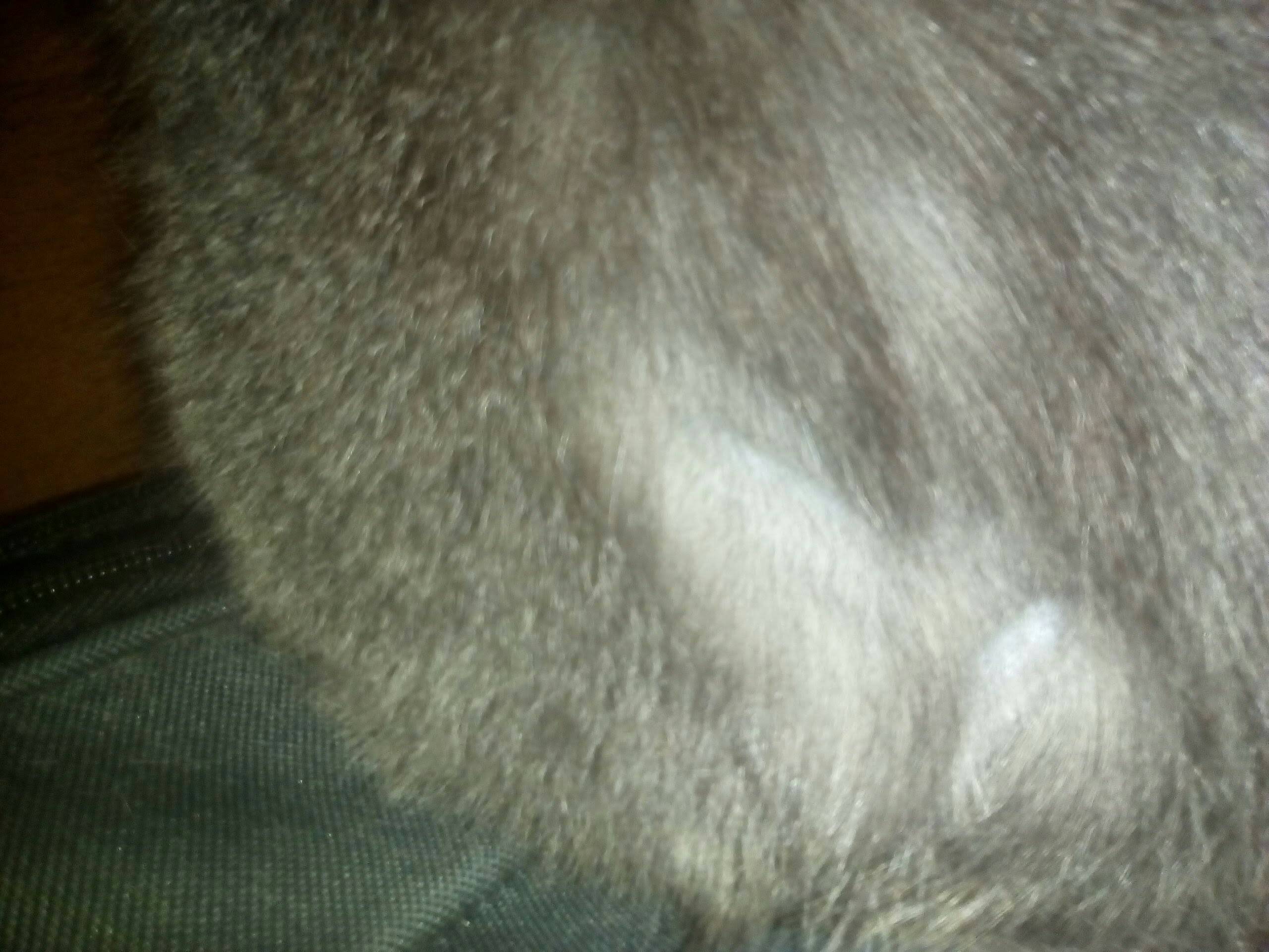 Выпадает шерсть у кошки: в чем причина алопеции?