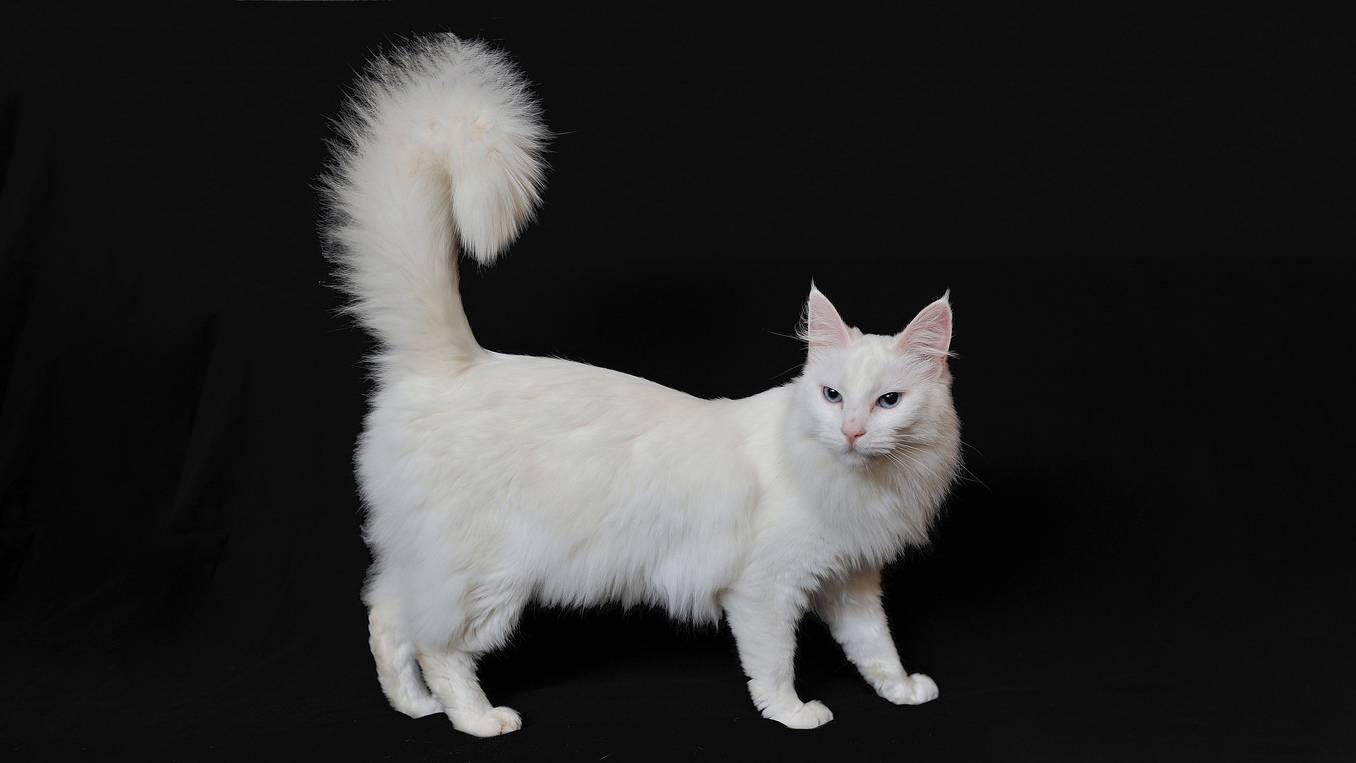 Ангорская кошка: описание, характер, фото, отзывы