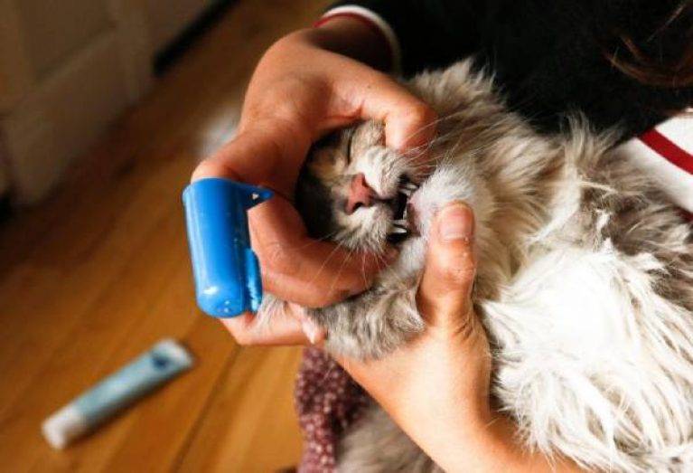 Как бороться с неприятным запахом изо рта у кота или кошки?