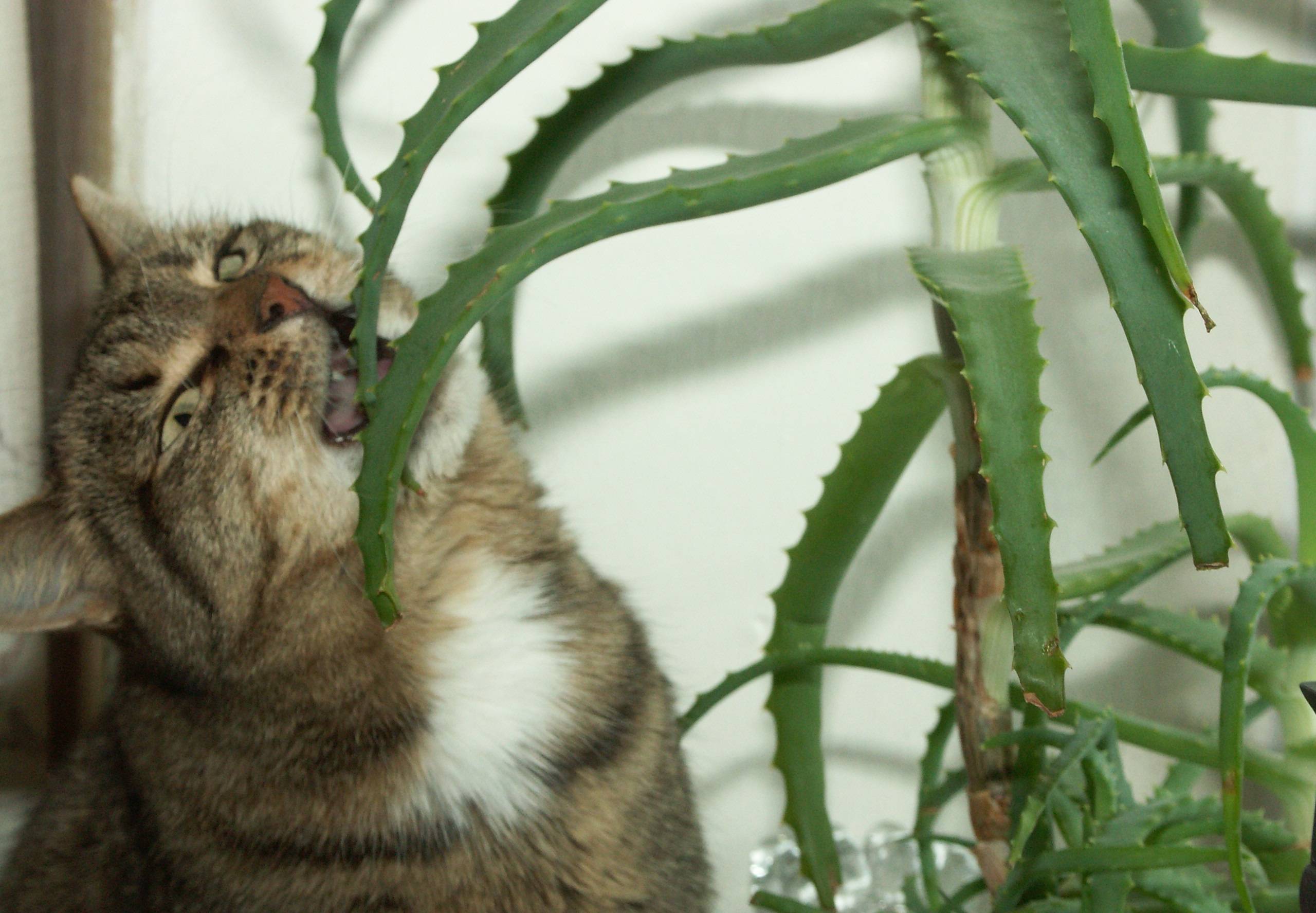 Как отучить кошку грызть цветы: советы и маленькие хитрости