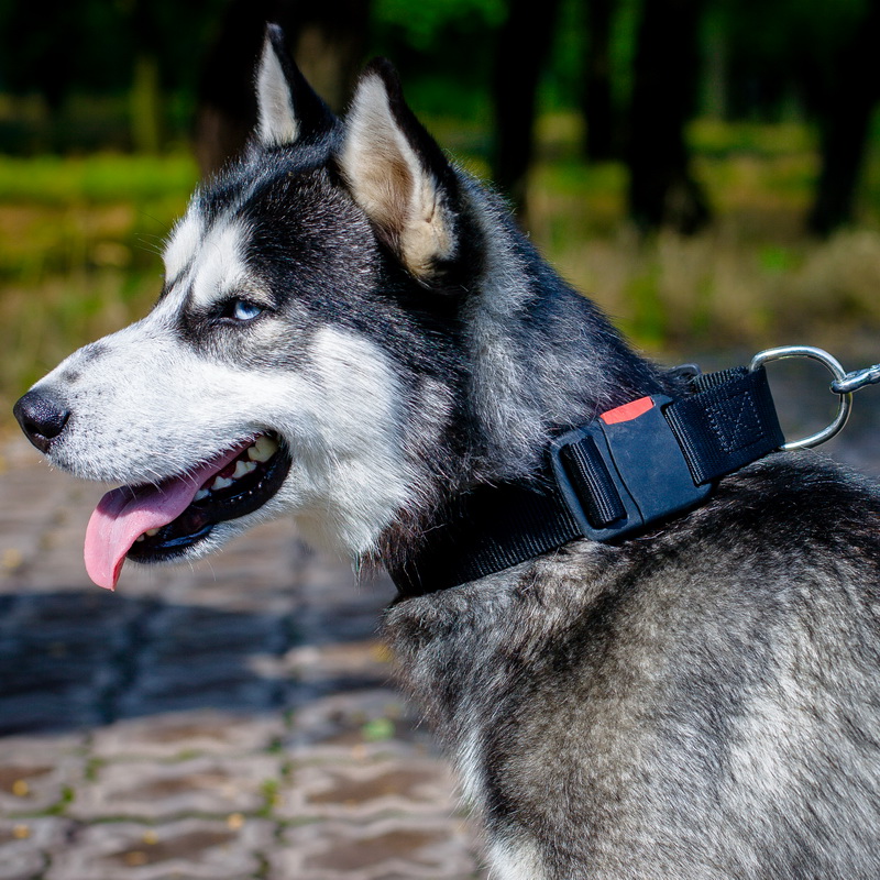 Ошейник или шлейка — что лучше для собаки