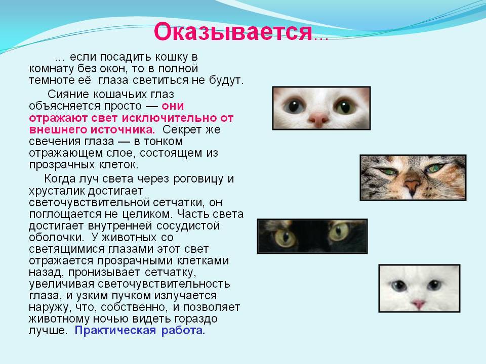 Почему у кошек светятся глаза в темноте: объясняем понятно и подробно