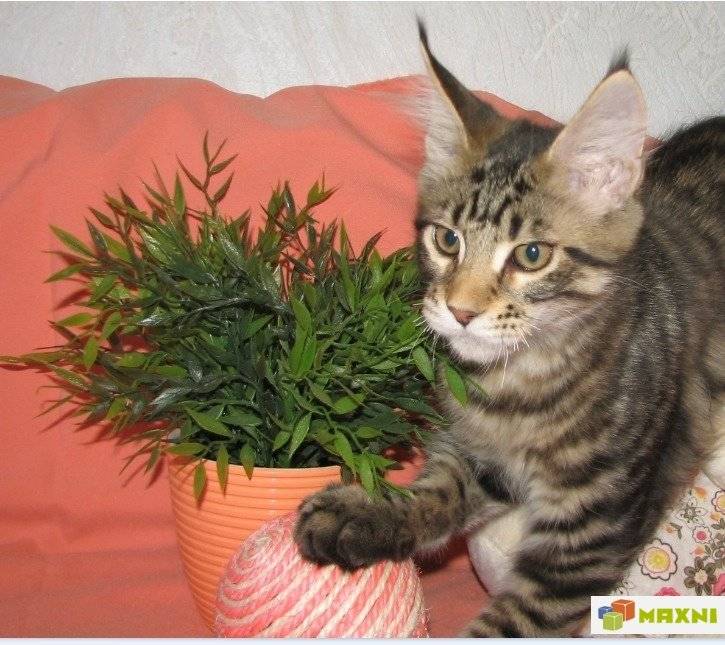 Все окрасы мейн-кунов: фото кошек с описанием, таблица, редкие окрасы