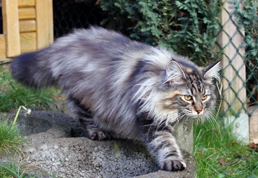 Кошка норвежская лесная: фото, характеристика породы, цена