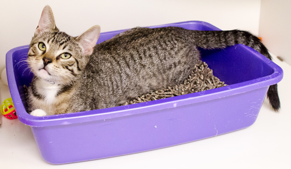 Как правильно использовать лоток с решеткой для кошек, надо ли насыпать наполнитель в кошачий туалет с сеткой?
