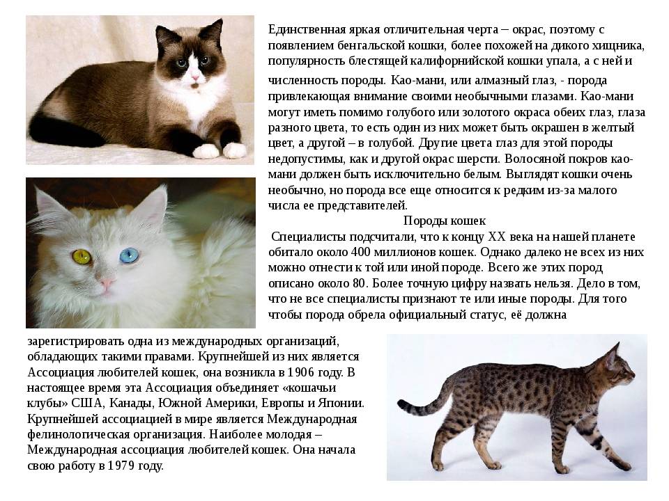 Самые редкие породы кошек в мире: название, описание, отличительные особенности внешнего вида и характера, фотографии