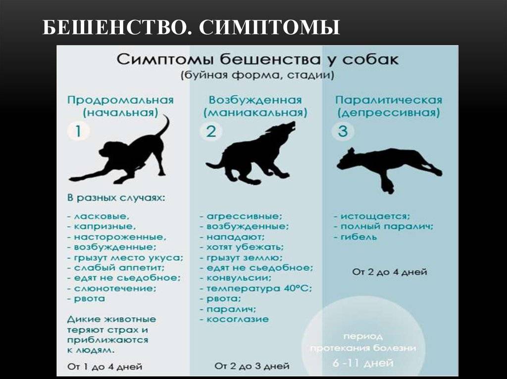 Бешенство у кошек - симптомы, признаки и опасность для человека