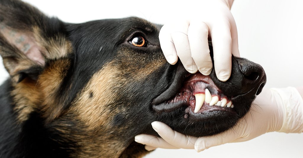 Воспаление десен у собак: причины и методы лечения | звери дома