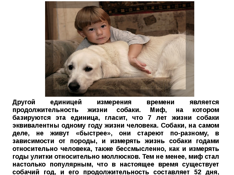 Сколько живут собаки:  как продлить года жизни в домашних условиях