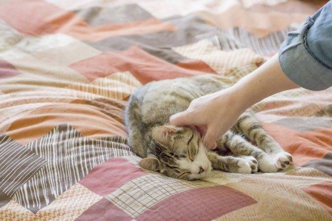 Причины почему кот гадит на постель: варианты как отучить и что делать с питомцем
