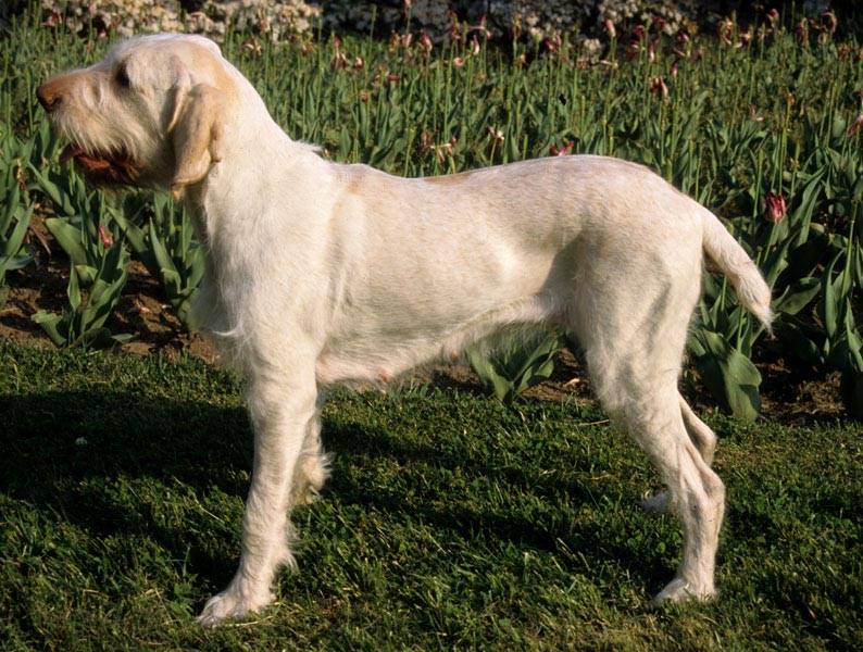 Порода собак спиноне - описание, характер, характеристика, фото итальянских спиноне и видео, цена