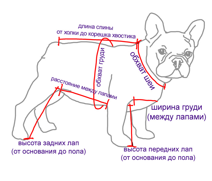 Дрессировка французского бульдога