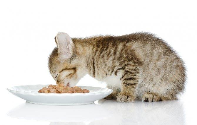 Почему котенок не ест сухой корм? что делать, если котенок не ест сухой корм, нужно ли приучать