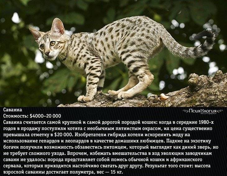 Полный обзор самих дорогих кошек в мире: рейтинг из 10 редкостных пород