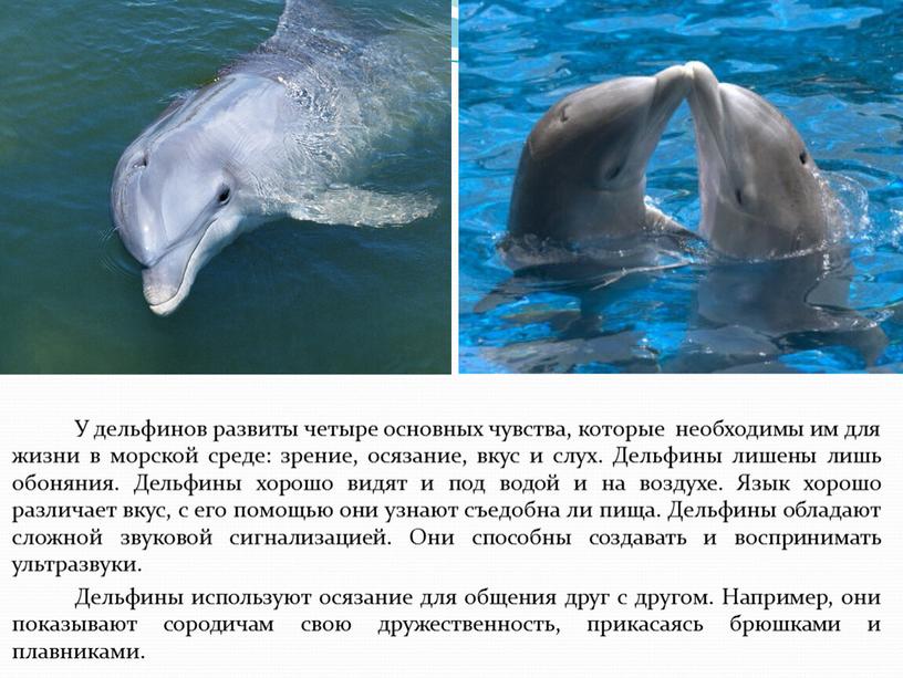 Насколько опасен дельфин в открытом море: вся правда для туристов