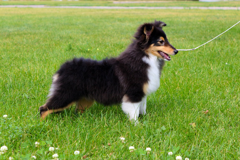 Колли и шелти: отличия и сходства пород собак